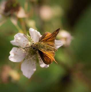 Top view of Large Skipper on white/pink plant, Netherlands  Europe,Heesch,Large Skipper,Macro,Netherlands,Ochlodes sylvanus
