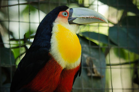 Red-breasted Toucan sideview This shot explains why they are named "Red-breasted", although it looks like the red actually covers the legs more. Birds,Brazil,Parque Das Aves,Ramphastos dicolorus,Red-breasted Toucan,Toucan