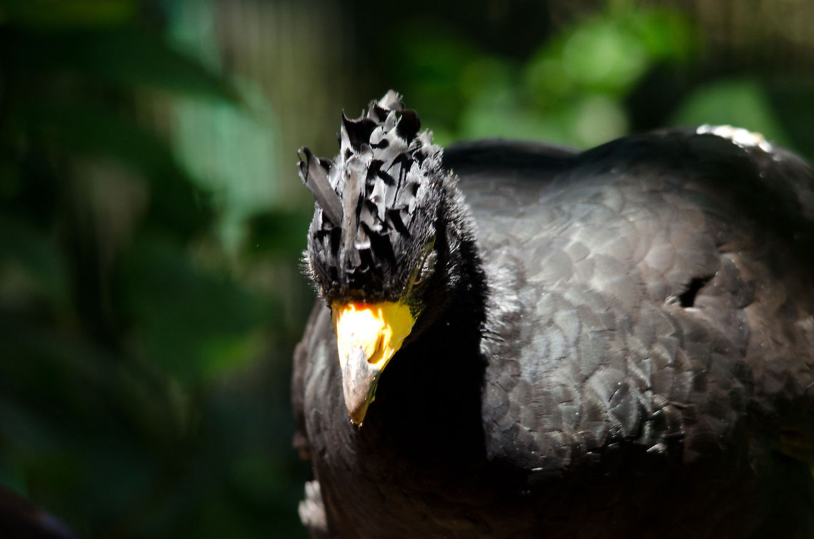 Bare-faced Curassow bows Curassow shows its odd haircut at the Parque Das Aves aviary. Bare-faced Curassow,Birds,Brazil,Crax fasciolata,Parque Das Aves