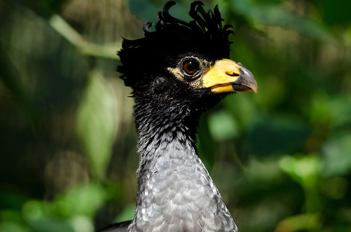 Bare-faced Curassow (Crax fasciolata)  Headshot of a Curassow with its unique haircut. Bare-faced Curassow,Brazil,Crax fasciolata,Parque Das Aves