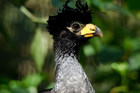 Bare-faced Curassow (Crax fasciolata)  Headshot of a Curassow with its unique haircut. Bare-faced Curassow,Brazil,Crax fasciolata,Parque Das Aves