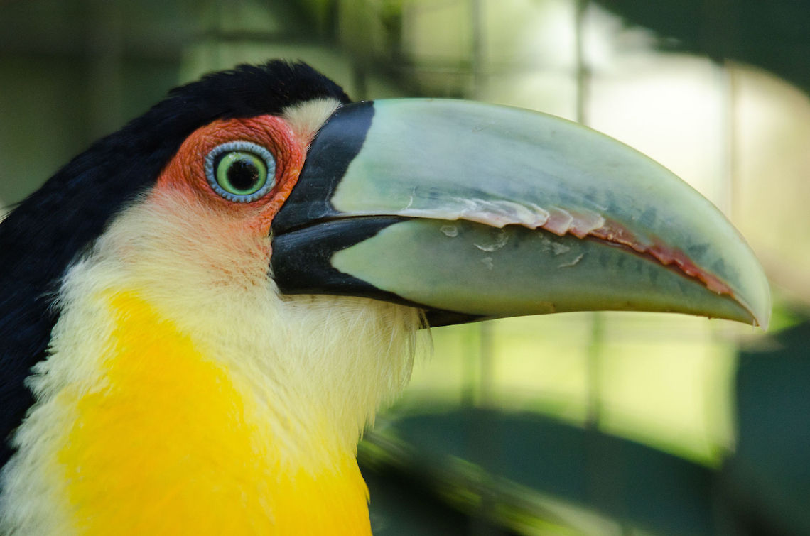 Red-breasted Toucan headshot Headshot of a curious bright Red-Breasted Toucan in an aviary in Brazil. Birds,Brazil,Parque Das Aves,Ramphastos dicolorus,Red-breasted Toucan,Toucan