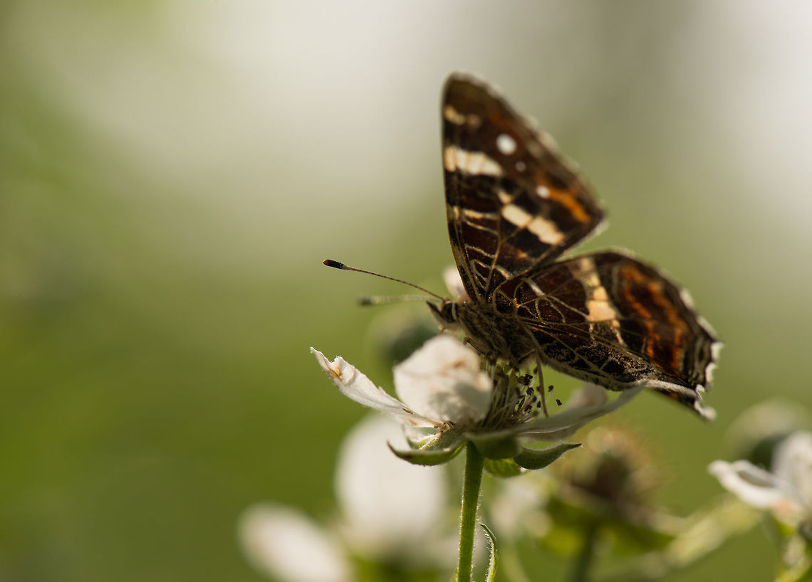 Map butterfly bottom wings, Heesch, Netherlands I'm not very happy about this photo, but I'm sharing it to show part of the bottom wings of the map butterfly, those lines are the reason it is called "map". Araschnia levana,Europe,Geotagged,Heesch,Macro,Map,Netherlands,The Netherlands