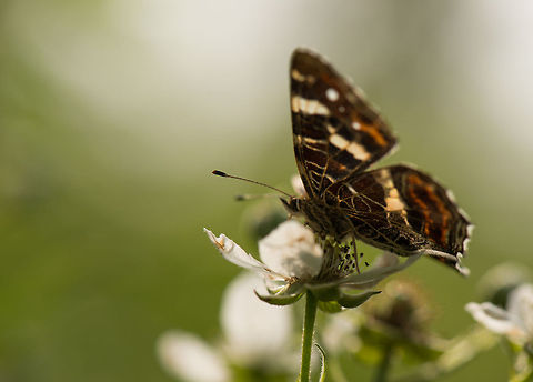 Map butterfly bottom wings, Heesch, Netherlands I'm not very happy about this photo, but I'm sharing it to show part of the bottom wings of the map butterfly, those lines are the reason it is called "map". Araschnia levana,Europe,Geotagged,Heesch,Macro,Map,Netherlands,The Netherlands