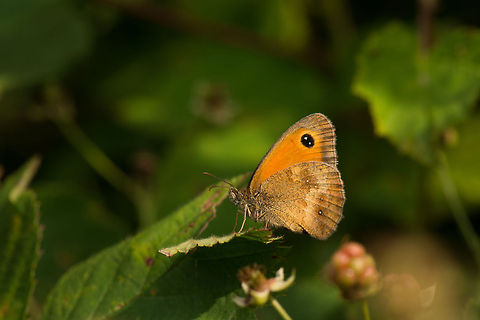 Gatekeeper butterfly  Europe,Gatekeeper,Geotagged,Heesch,Macro,Netherlands,Pyronia tithonus,The Netherlands