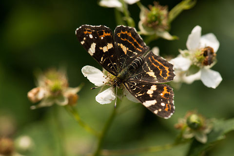 Top view of Map butterfly, Heesch, Netherlands This is the "summer" look of the map butterfly, its "spring" look is radically different. Araschnia levana,Europe,Geotagged,Heesch,Macro,Map,Netherlands,The Netherlands