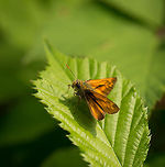 Large Skipper on green leaf, Netherlands Note the yellow tip on the antennae, a key identification mark for this species. Europe,Heesch,Large Skipper,Macro,Netherlands,Ochlodes sylvanus