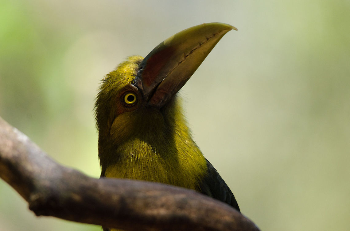 Saffron Toucanet (Pteroglossus bailloni)  Meet the gorgeous, golden-haired Saffron Toucanet. Birds,Brazil,Parque Das Aves,Pteroglossus bailloni,Saffron Toucanet,Toucan