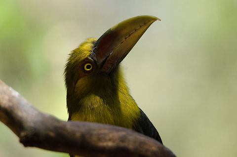 Saffron Toucanet (Pteroglossus bailloni)  Meet the gorgeous, golden-haired Saffron Toucanet. Birds,Brazil,Parque Das Aves,Pteroglossus bailloni,Saffron Toucanet,Toucan
