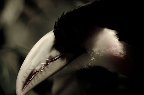 Toucan Darkness When the lights get low and Toucan's bright colors and cheerful eyes fade out, a different creature arises. Brazil,Parque Das Aves,Ramphastos dicolorus,Red-breasted Toucan,Toucan