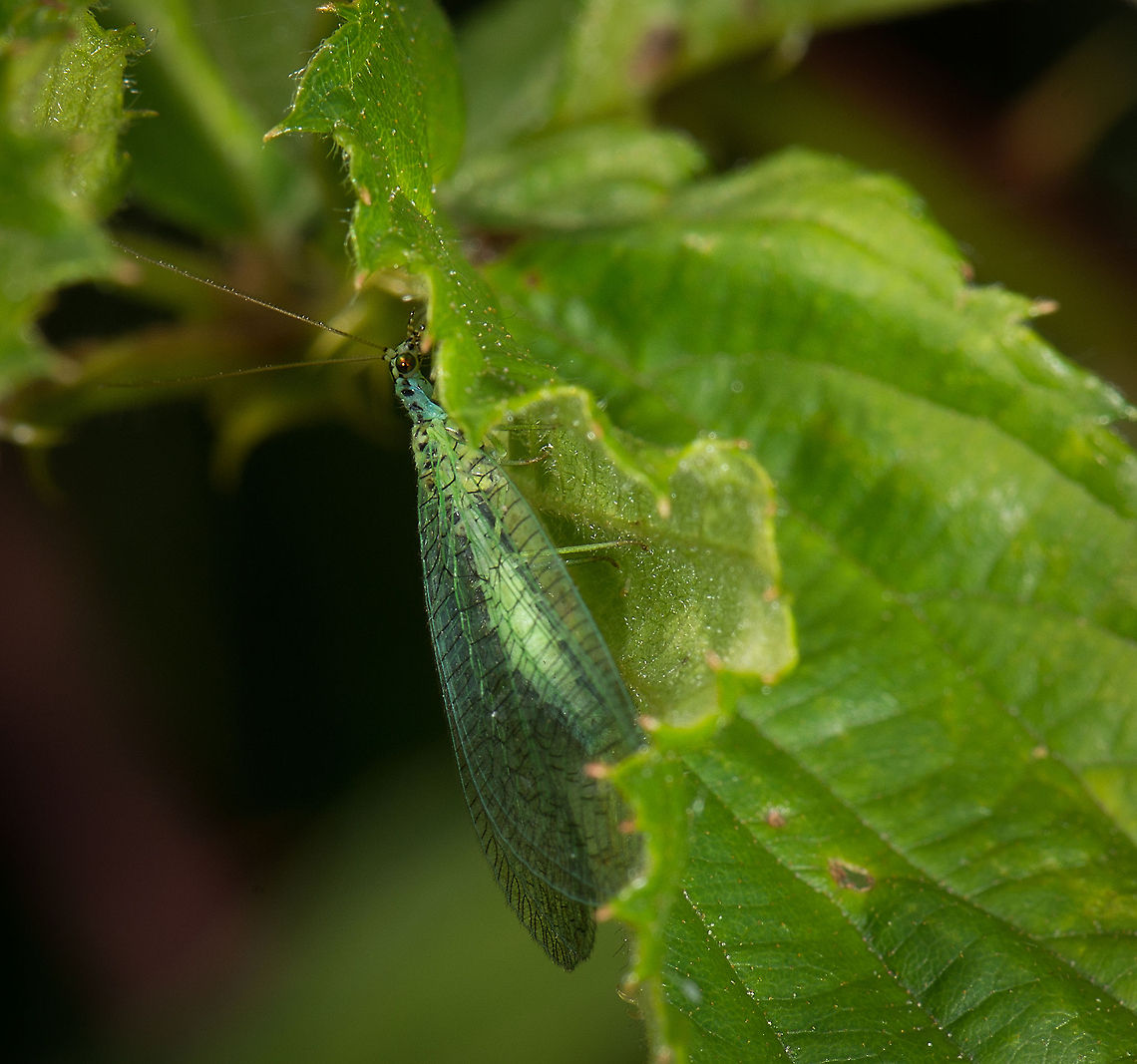 Green Lacewing on side of leaf, Netherlands Although a widespread species in Europe, this is only the 2nd time I am encountering one. I find them to be quite photo worthy, but unfortunately this one did not cooperate very well in giving me a good angle, it was soon gone. Chrysopa perla,Europe,Geotagged,Green Lacewing,Heesch,Macro,Netherlands,The Netherlands