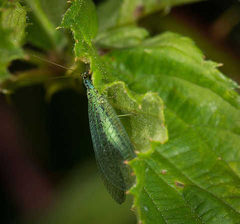 Green Lacewing on side of leaf, Netherlands Although a widespread species in Europe, this is only the 2nd time I am encountering one. I find them to be quite photo worthy, but unfortunately this one did not cooperate very well in giving me a good angle, it was soon gone. Chrysopa perla,Europe,Geotagged,Green Lacewing,Heesch,Macro,Netherlands,The Netherlands
