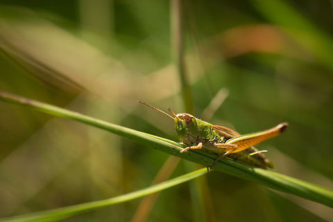 Female Lesser marsh grasshopper resting on grass in full sun, Netherlands These funny little hoppers appear by the thousands during peak summer in my area. Just make a single step in the grass to see at least a few jump away. 

Reference used for identification: http://home.hccnet.nl/mp.van.veen/sprinkhanen/veld_veld_recht.html Chorthippus albomarginatus,Europe,Geotagged,Heesch,Lesser marsh grasshopper,Macro,Netherlands,The Netherlands