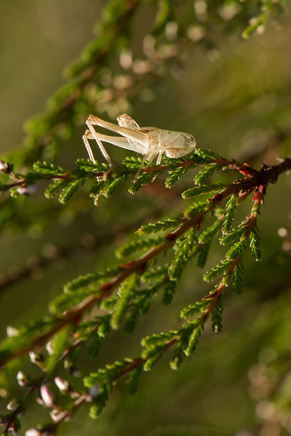 Grasshopper molting, Netherlands The exuviae (hollow shell) of a grasshopper that has moulted. I rotated the view, it was actually hanging. Europe,Geotagged,Heesch,Macro,Netherlands,The Netherlands