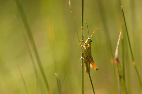 Lesser marsh grasshopper hanging on to grass, Netherlands A female Lesser marsh grasshopper balances on a leaf of grass during the peak of summer in the Netherlands. I love that period of the year, natural light stays available until about 11pm. Chorthippus albomarginatus,Europe,Geotagged,Heesch,Lesser marsh grasshopper,Macro,Netherlands,The Netherlands