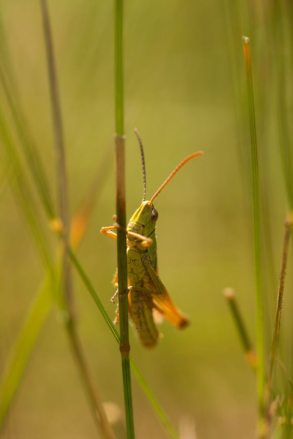 Closeup of Lesser marsh grasshopper balancing on leaf, Netherlands Exoskeleton after moulting:<br />
<figure class="photo"><a href="https://www.jungledragon.com/image/21962/grasshopper_molting_netherlands.html" title="Grasshopper molting, Netherlands"><img src="https://s3.amazonaws.com/media.jungledragon.com/images/2/21962_thumb.jpg?AWSAccessKeyId=05GMT0V3GWVNE7GGM1R2&Expires=1759968010&Signature=0JLadccy0%2F%2Bdv0holC0slAgb5M4%3D" width="102" height="152" alt="Grasshopper molting, Netherlands The exuviae (hollow shell) of a grasshopper that has moulted. I rotated the view, it was actually hanging. Europe,Geotagged,Heesch,Macro,Netherlands,The Netherlands" /></a></figure> Chorthippus albomarginatus,Europe,Geotagged,Heesch,Lesser marsh grasshopper,Macro,Netherlands,The Netherlands
