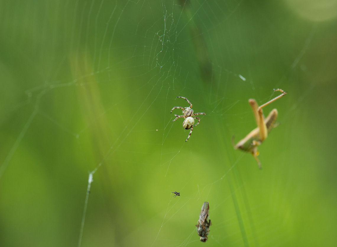 The 3D web It is a busy web I have found. After 2 insects already stuck in the web, a grasshopper joins, in the background. I'm afraid that was my fault, by trying to photograph it, I chased it straight into this web. Luckily though, it is a bit oversized for this spider, and it managed to free itself. Araneus diadematus,Europe,European garden spider,Heesch,Macro,Netherlands