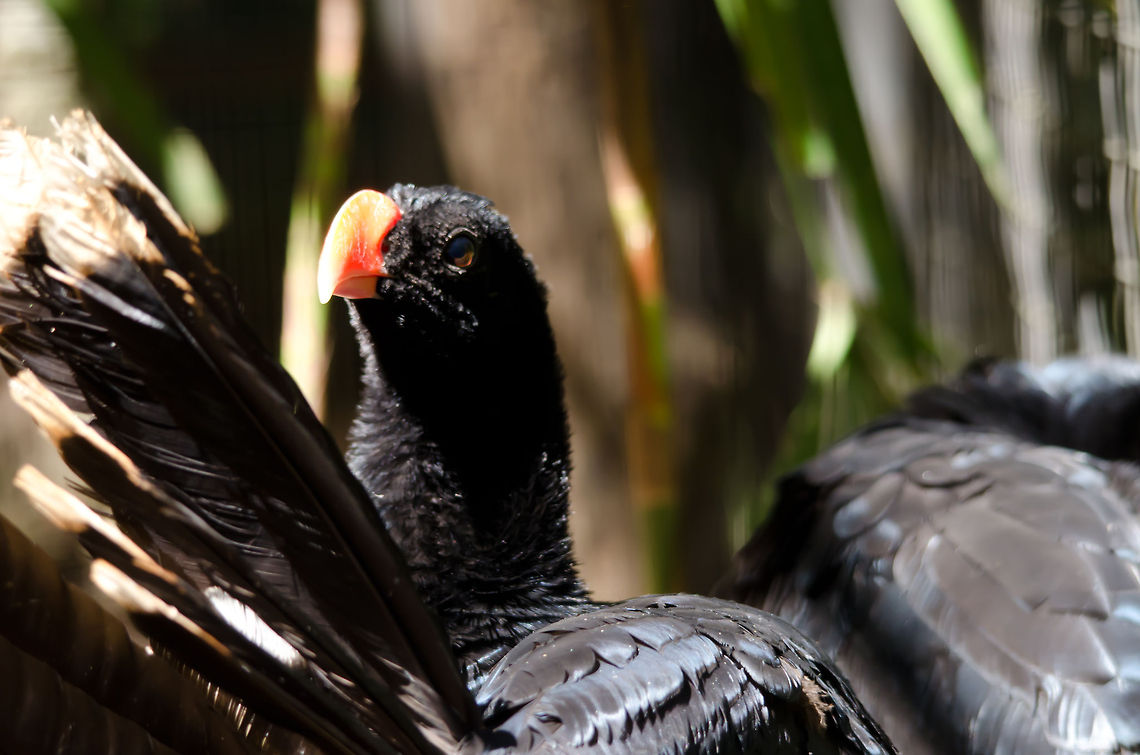 Razor-billed Curassow (Mitu tuberosum) Captured in the Parque Das Aves aviary, a beautiful bird with an unsual beak. Brazil,Mitu tuberosum,Parque Das Aves,Razor-billed Curassow