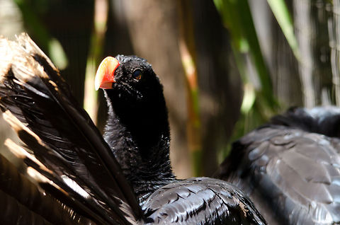 Razor-billed Curassow (Mitu tuberosum) Captured in the Parque Das Aves aviary, a beautiful bird with an unsual beak. Brazil,Mitu tuberosum,Parque Das Aves,Razor-billed Curassow