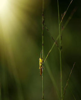 Lesser marsh grasshopper bathing in sun, Netherlands Making of: image rotated until the grass leaf was straight, underexposure of 2 stops, whites increased to dramatize lighting during post processing. Chorthippus albomarginatus,Europe,Heesch,Lesser marsh grasshopper,Macro,Netherlands