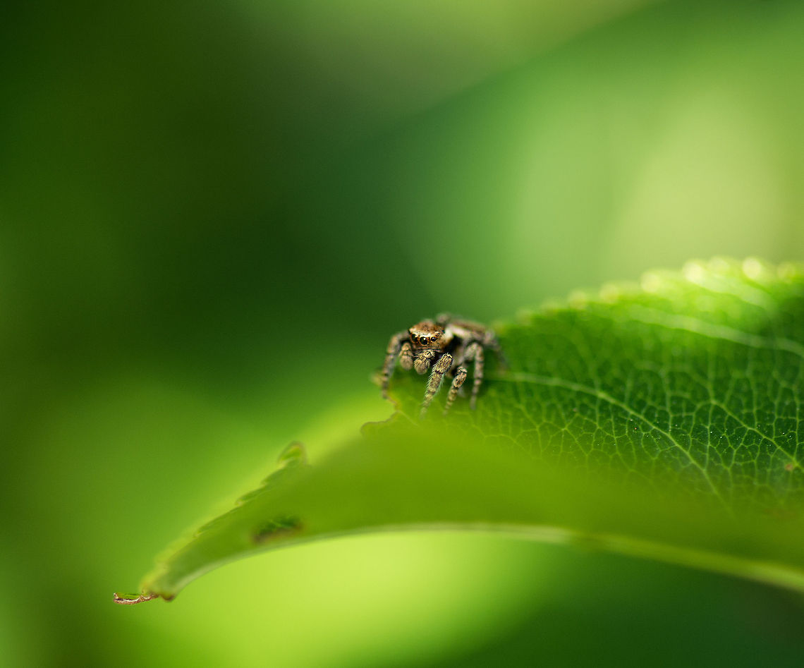 My first jumping spider This is the first jumping spider I have attempted to photograph. Unfortunately, it was very active and soon dissapeared behind the leafs, so this is the closest I could get to it.  Europe,Evarcha falcata,Heesch,Macro,Netherlands