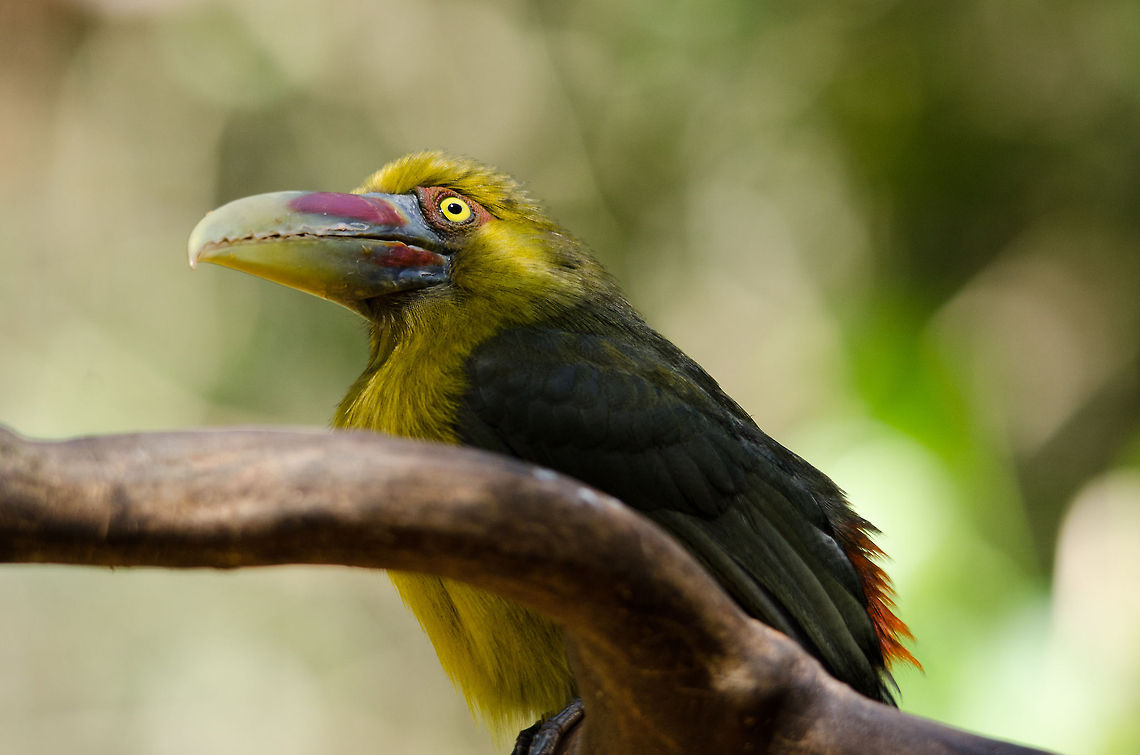 Saffron Toucanet full body view Saffron Toucanet's are a sub species of Toucans, yet considerably smaller both in body size and beak size. Birds,Brazil,Parque Das Aves,Pteroglossus bailloni,Saffron Toucanet,Toucan