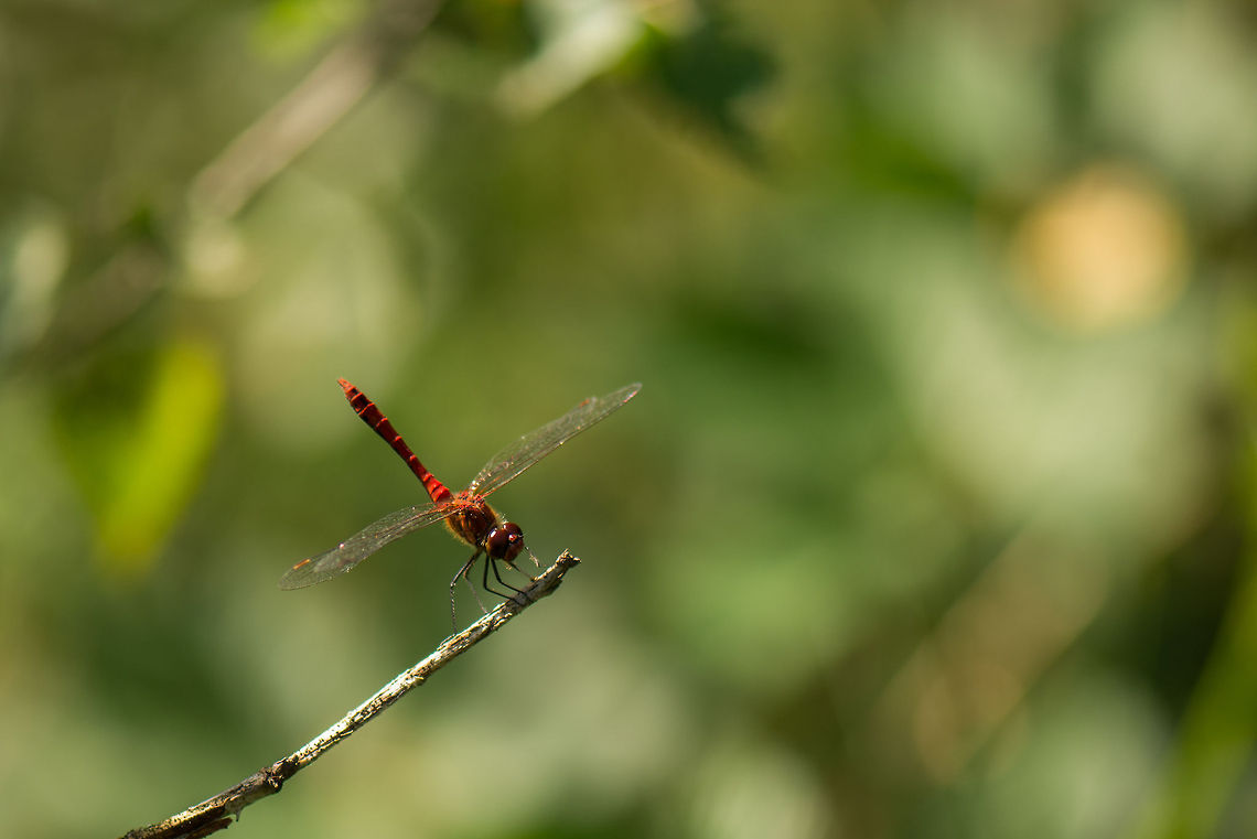 Ruddy Darter in habitat, Heesch, the Netherlands It wouldn&#039;t allow me any closer so I figured to include some habitat in the photo. Europe,Heesch,Macro,Netherlands,Ruddy Darter,Sympetrum sanguineum