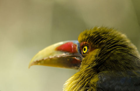 Saffron Toucanet closeup Closeup of a Saffron Toucanet, a cute little Toucan subspecies. Birds,Brazil,Parque Das Aves,Pteroglossus bailloni,Saffron Toucanet,Toucan