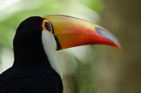 Toco Toucan closeup Our personal favorite Toucan photo from our Brazil trip, printed poster size in our living room. Birds,Brazil,Parque Das Aves,Toco Toucan,Toucan