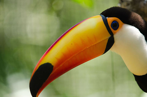 Toco Toucan closeup Closeup shot of the "classic" Toco Toucan. Birds,Brazil,Parque Das Aves,Toco Toucan,Toucan