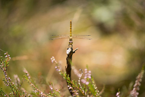 Female Vagrant darter on hunting spot, Heesch, the Netherlands I hope I got this species right, as the Vagrant Darter is very similar to the Common Darter. This dragonfly was found on a branch amidst a sea of pink common heather plants in a small habitat I visit frequently during summer, as it is very close to my home. During the heat of day, a dragonfly does not rest much, rather it being still like this means it is a fixed point from which it hunts. It will often return here. 

This is also the start of a typical macro series for me. I spot something, and then first register it. Next, I'll slowly move closer for the closeups, trying not to chase it away. They key is in being very slow, no sudden movements, and not breaking any light.  Europe,Heesch,Macro,Netherlands,Sympetrum vulgatum,Vagrant Darter