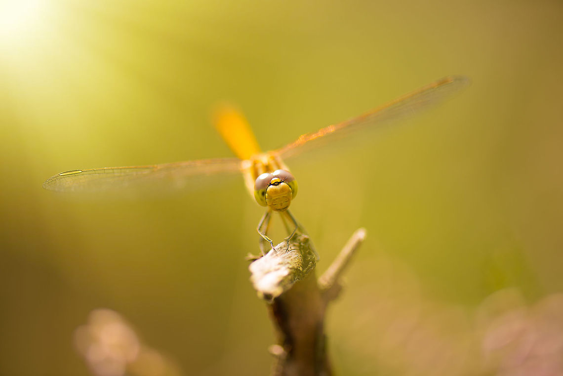 Female Vagrant darter on hunting spot - III, Heesch, the Netherlands Taking at the peak of summer, which I already miss. Europe,Geotagged,Heesch,Macro,Netherlands,Sympetrum vulgatum,The Netherlands,Vagrant Darter