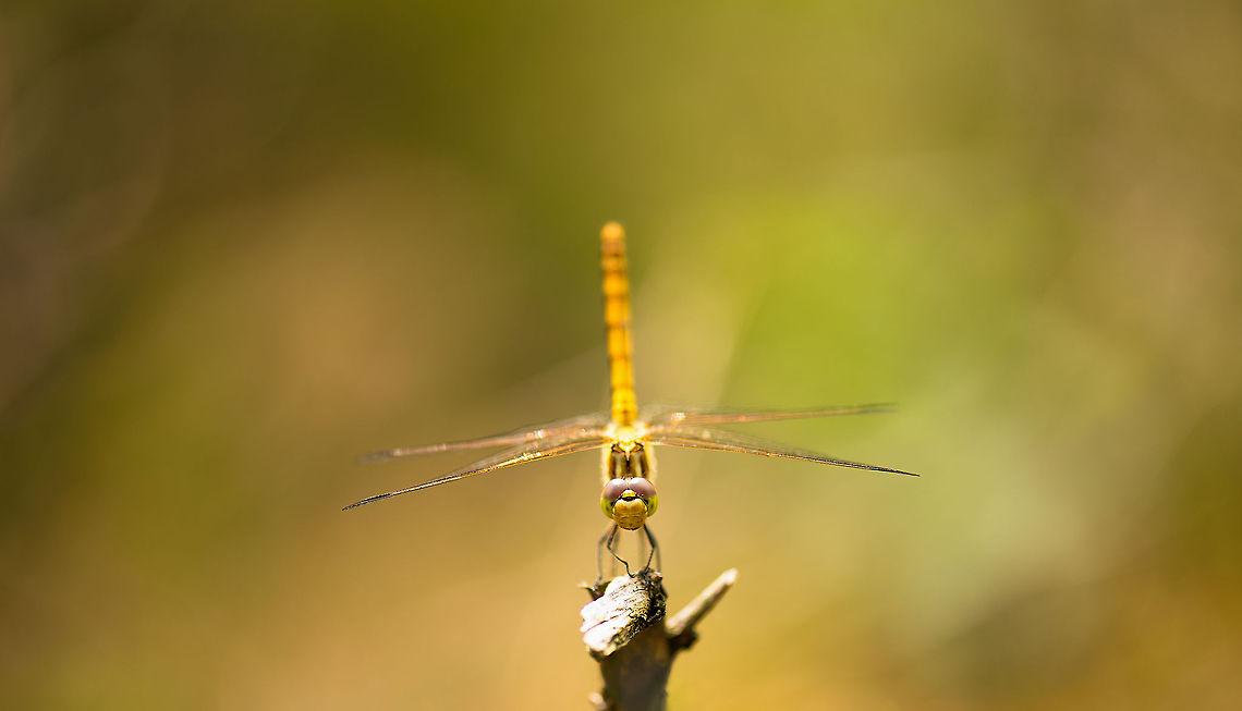 Female Vagrant darter on hunting spot - II, Heesch, the Netherlands  Europe,Geotagged,Heesch,Macro,Netherlands,Sympetrum vulgatum,The Netherlands,Vagrant Darter