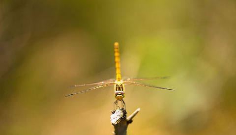 Female Vagrant darter on hunting spot - II, Heesch, the Netherlands  Europe,Geotagged,Heesch,Macro,Netherlands,Sympetrum vulgatum,The Netherlands,Vagrant Darter
