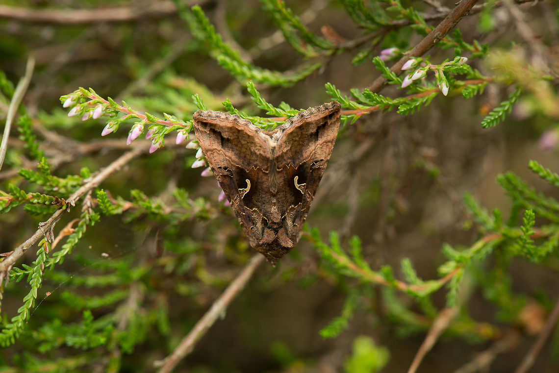 Silver Y moth hanging upside down, Heesch, Netherlands This is a relatively common species in the Netherlands during the summer months, after which it will return south to warmer grounds. It can be recognized from the yellow markings. In english, it is referred to as the &quot;Y&quot;. In dutch, it is nicknamed the &quot;pistol&quot;. Both terms refer to the same marking. Unlike most moths, this one also flies by day. Autographa gamma,Europe,Geotagged,Heesch,Macro,Netherlands,Silver Y,The Netherlands