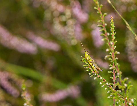 Meadow grasshopper in habitat, Netherlands Besides the macro aspirations of magnifying tiny things to the max, increasingly I'm also trying to show their habitat, by taking a step back. So here's the very abundant Lesser marsh grasshopper in a habitat of very abundant common heather plants (in pink). This photo has a lot of detail, so you're invited to go full screen.

Closeup:
http://www.jungledragon.com/image/22145/lesser_marsh_grasshopper_in_habitat_-_closeup_netherlands.html Chorthippus parallelus,Europe,Geotagged,Heesch,Macro,Meadow grasshopper,Netherlands,The Netherlands