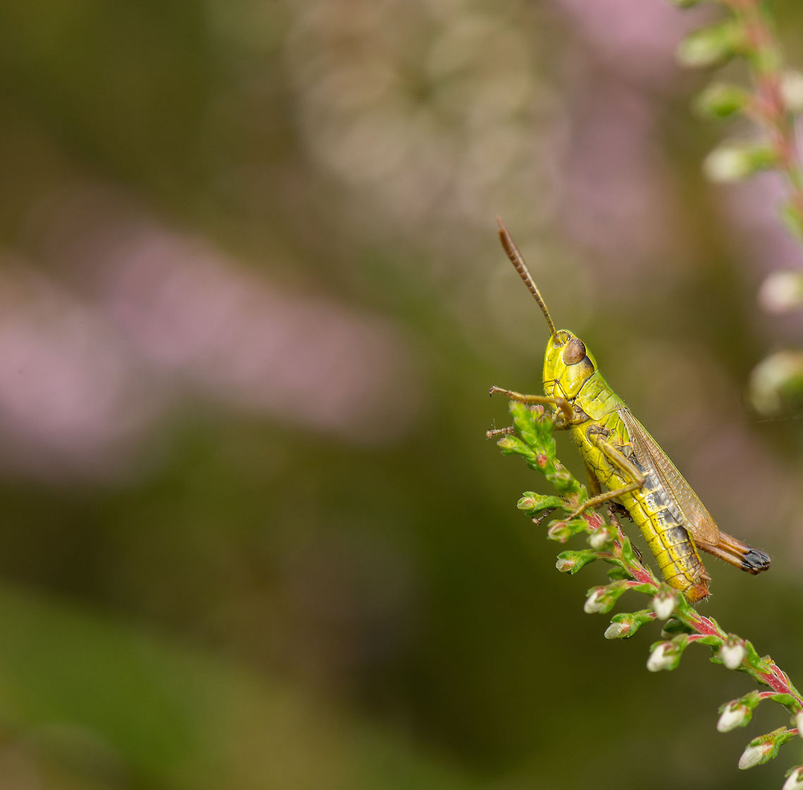 Meadow grasshopper in habitat - closeup, Netherlands Closeup of a Lesser marsh grasshopper that are abundant during the summer in the south of the Netherlands. In the background are common heather plants. Zoomed out:<br />
<figure class="photo"><a href="https://www.jungledragon.com/image/22144/meadow_grasshopper_in_habitat_netherlands.html" title="Meadow grasshopper in habitat, Netherlands"><img src="https://s3.amazonaws.com/media.jungledragon.com/images/2/22144_thumb.jpg?AWSAccessKeyId=05GMT0V3GWVNE7GGM1R2&Expires=1759968010&Signature=9deLxiB%2FQoMWiV0Mlt3VpOF1DeM%3D" width="200" height="156" alt="Meadow grasshopper in habitat, Netherlands Besides the macro aspirations of magnifying tiny things to the max, increasingly I&#039;m also trying to show their habitat, by taking a step back. So here&#039;s the very abundant Lesser marsh grasshopper in a habitat of very abundant common heather plants (in pink). This photo has a lot of detail, so you&#039;re invited to go full screen.<br />
<br />
Closeup:<br />
http://www.jungledragon.com/image/22145/lesser_marsh_grasshopper_in_habitat_-_closeup_netherlands.html Chorthippus parallelus,Europe,Geotagged,Heesch,Macro,Meadow grasshopper,Netherlands,The Netherlands" /></a></figure> Chorthippus parallelus,Europe,Geotagged,Heesch,Macro,Meadow grasshopper,Netherlands