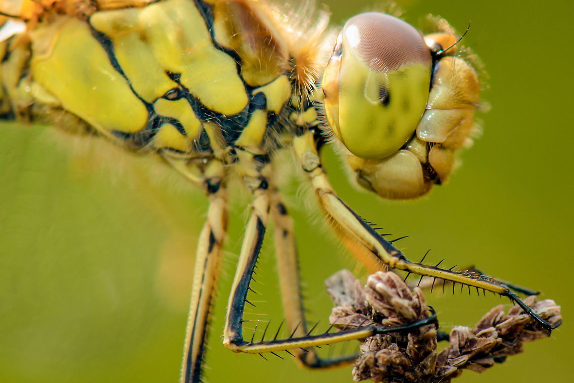 Female Vagrant darter - macro view, Heesch, the Netherlands Closeup (crop) of a female Vagrant Darter. Shot handheld, not by skill, simply by shooting 20 and hoping one will turn out to be usable. <br />
<br />
Zoomed out:<br />
<figure class="photo"><a href="https://www.jungledragon.com/image/22157/female_vagrant_darter_-_closeup_view_heesch_the_netherlands.html" title="Female Vagrant darter - closeup view, Heesch, the Netherlands"><img src="https://s3.amazonaws.com/media.jungledragon.com/images/2/22157_thumb.jpg?AWSAccessKeyId=05GMT0V3GWVNE7GGM1R2&Expires=1759968010&Signature=hm49Ye4DZLErVxg%2Fww3b91Fm8w8%3D" width="200" height="188" alt="Female Vagrant darter - closeup view, Heesch, the Netherlands A female Vagrant Darter during a warm summer day in Heesch, observing from a spot from which she hunts and often returns. Shot handheld. The soft bokeh background is one of the reasons why the Nikkor 105mm Micro is so popular.<br />
<br />
Closeup:<br />
http://www.jungledragon.com/image/22156/female_vagrant_darter_-_macro_view_heesch_the_netherlands.html<br />
<br />
Habitat view:<br />
<br />
http://www.jungledragon.com/image/22158/female_vagrant_darter_-_habitat_view_heesch_the_netherlands.html Europe,Heesch,Macro,Netherlands,Sympetrum vulgatum,Vagrant Darter" /></a></figure><br />
<br />
Habitat view:<br />
<br />
<figure class="photo"><a href="https://www.jungledragon.com/image/22158/female_vagrant_darter_-_habitat_view_heesch_the_netherlands.html" title="Female Vagrant darter - habitat view, Heesch, the Netherlands"><img src="https://s3.amazonaws.com/media.jungledragon.com/images/2/22158_thumb.jpg?AWSAccessKeyId=05GMT0V3GWVNE7GGM1R2&Expires=1759968010&Signature=XL3NaefiqSSHs8JC6vXgPexCZKY%3D" width="200" height="164" alt="Female Vagrant darter - habitat view, Heesch, the Netherlands A Vagrant Darter during a warm summer day stationary on a hunting spot, with a backdrop of Common Heather plants.<br />
<br />
Closeup:<br />
http://www.jungledragon.com/image/22157/female_vagrant_darter_-_closeup_view_heesch_the_netherlands.html<br />
<br />
Even closer:<br />
<br />
http://www.jungledragon.com/image/22156/female_vagrant_darter_-_macro_view_heesch_the_netherlands.html Europe,Heesch,Macro,Netherlands,Sympetrum vulgatum,Vagrant Darter" /></a></figure> Europe,Heesch,Macro,Netherlands,Sympetrum vulgatum,Vagrant Darter