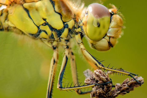Female Vagrant darter - macro view, Heesch, the Netherlands Closeup (crop) of a female Vagrant Darter. Shot handheld, not by skill, simply by shooting 20 and hoping one will turn out to be usable. 

Zoomed out:
http://www.jungledragon.com/image/22157/female_vagrant_darter_-_closeup_view_heesch_the_netherlands.html

Habitat view:

http://www.jungledragon.com/image/22158/female_vagrant_darter_-_habitat_view_heesch_the_netherlands.html Europe,Heesch,Macro,Netherlands,Sympetrum vulgatum,Vagrant Darter