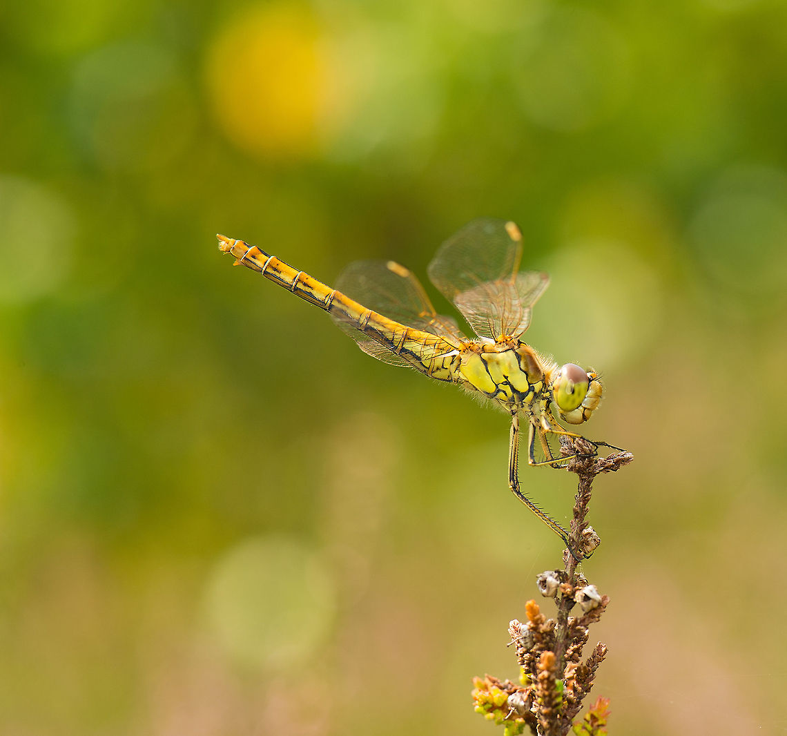 Female Vagrant darter - closeup view, Heesch, the Netherlands A female Vagrant Darter during a warm summer day in Heesch, observing from a spot from which she hunts and often returns. Shot handheld. The soft bokeh background is one of the reasons why the Nikkor 105mm Micro is so popular.<br />
<br />
Closeup:<br />
<figure class="photo"><a href="https://www.jungledragon.com/image/22156/female_vagrant_darter_-_macro_view_heesch_the_netherlands.html" title="Female Vagrant darter - macro view, Heesch, the Netherlands"><img src="https://s3.amazonaws.com/media.jungledragon.com/images/2/22156_thumb.jpg?AWSAccessKeyId=05GMT0V3GWVNE7GGM1R2&Expires=1759968010&Signature=i8T1G6n39jbyKNe6%2BF7t9kRtz8o%3D" width="200" height="134" alt="Female Vagrant darter - macro view, Heesch, the Netherlands Closeup (crop) of a female Vagrant Darter. Shot handheld, not by skill, simply by shooting 20 and hoping one will turn out to be usable. <br />
<br />
Zoomed out:<br />
http://www.jungledragon.com/image/22157/female_vagrant_darter_-_closeup_view_heesch_the_netherlands.html<br />
<br />
Habitat view:<br />
<br />
http://www.jungledragon.com/image/22158/female_vagrant_darter_-_habitat_view_heesch_the_netherlands.html Europe,Heesch,Macro,Netherlands,Sympetrum vulgatum,Vagrant Darter" /></a></figure><br />
<br />
Habitat view:<br />
<br />
<figure class="photo"><a href="https://www.jungledragon.com/image/22158/female_vagrant_darter_-_habitat_view_heesch_the_netherlands.html" title="Female Vagrant darter - habitat view, Heesch, the Netherlands"><img src="https://s3.amazonaws.com/media.jungledragon.com/images/2/22158_thumb.jpg?AWSAccessKeyId=05GMT0V3GWVNE7GGM1R2&Expires=1759968010&Signature=XL3NaefiqSSHs8JC6vXgPexCZKY%3D" width="200" height="164" alt="Female Vagrant darter - habitat view, Heesch, the Netherlands A Vagrant Darter during a warm summer day stationary on a hunting spot, with a backdrop of Common Heather plants.<br />
<br />
Closeup:<br />
http://www.jungledragon.com/image/22157/female_vagrant_darter_-_closeup_view_heesch_the_netherlands.html<br />
<br />
Even closer:<br />
<br />
http://www.jungledragon.com/image/22156/female_vagrant_darter_-_macro_view_heesch_the_netherlands.html Europe,Heesch,Macro,Netherlands,Sympetrum vulgatum,Vagrant Darter" /></a></figure> Europe,Heesch,Macro,Netherlands,Sympetrum vulgatum,Vagrant Darter