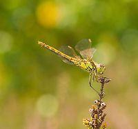 Female Vagrant darter - closeup view, Heesch, the Netherlands A female Vagrant Darter during a warm summer day in Heesch, observing from a spot from which she hunts and often returns. Shot handheld. The soft bokeh background is one of the reasons why the Nikkor 105mm Micro is so popular.<br />
<br />
Closeup:<br />
http://www.jungledragon.com/image/22156/female_vagrant_darter_-_macro_view_heesch_the_netherlands.html<br />
<br />
Habitat view:<br />
<br />
http://www.jungledragon.com/image/22158/female_vagrant_darter_-_habitat_view_heesch_the_netherlands.html Europe,Heesch,Macro,Netherlands,Sympetrum vulgatum,Vagrant Darter