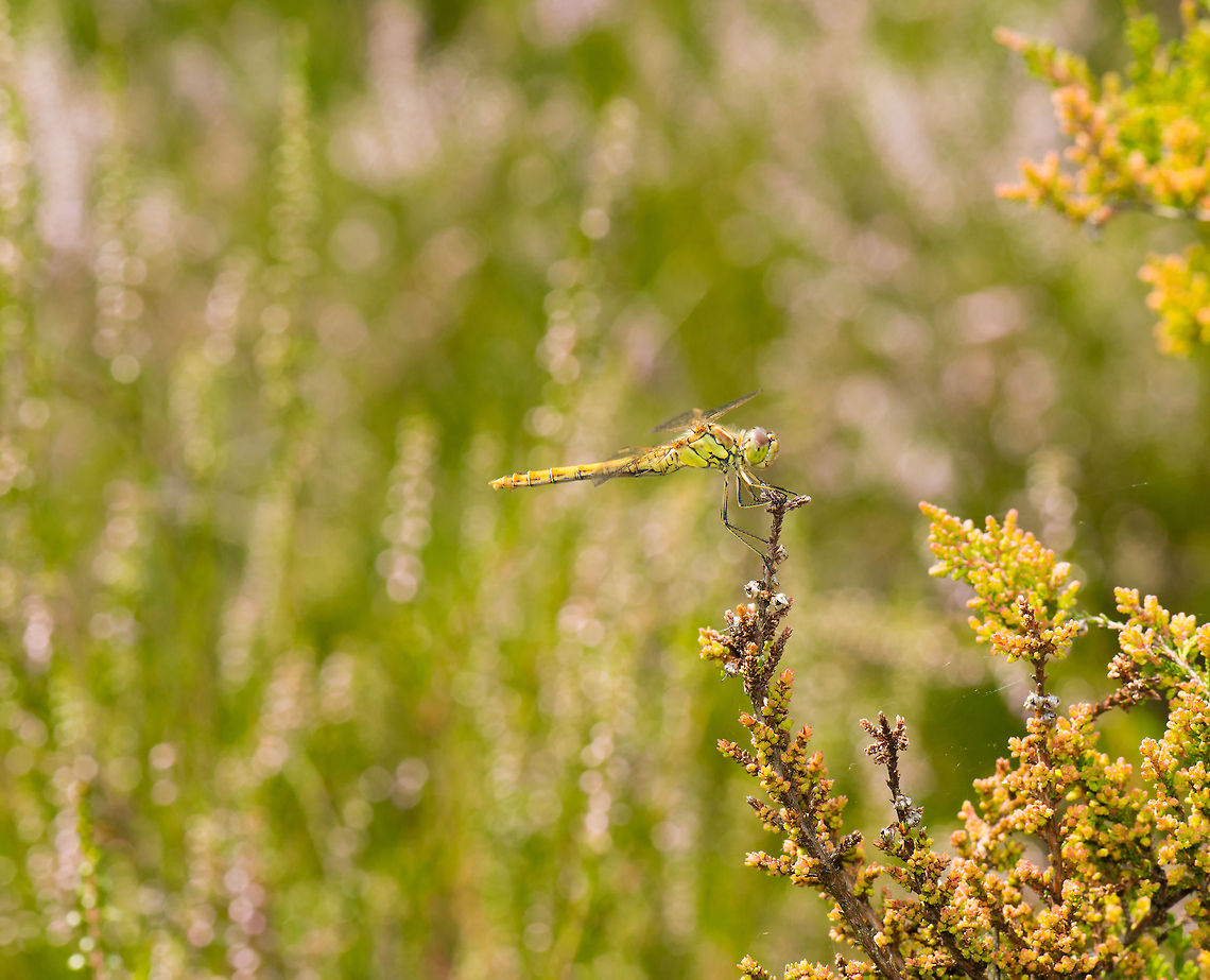 Female Vagrant darter - habitat view, Heesch, the Netherlands A Vagrant Darter during a warm summer day stationary on a hunting spot, with a backdrop of Common Heather plants.<br />
<br />
Closeup:<br />
<figure class="photo"><a href="https://www.jungledragon.com/image/22157/female_vagrant_darter_-_closeup_view_heesch_the_netherlands.html" title="Female Vagrant darter - closeup view, Heesch, the Netherlands"><img src="https://s3.amazonaws.com/media.jungledragon.com/images/2/22157_thumb.jpg?AWSAccessKeyId=05GMT0V3GWVNE7GGM1R2&Expires=1759968010&Signature=hm49Ye4DZLErVxg%2Fww3b91Fm8w8%3D" width="200" height="188" alt="Female Vagrant darter - closeup view, Heesch, the Netherlands A female Vagrant Darter during a warm summer day in Heesch, observing from a spot from which she hunts and often returns. Shot handheld. The soft bokeh background is one of the reasons why the Nikkor 105mm Micro is so popular.<br />
<br />
Closeup:<br />
http://www.jungledragon.com/image/22156/female_vagrant_darter_-_macro_view_heesch_the_netherlands.html<br />
<br />
Habitat view:<br />
<br />
http://www.jungledragon.com/image/22158/female_vagrant_darter_-_habitat_view_heesch_the_netherlands.html Europe,Heesch,Macro,Netherlands,Sympetrum vulgatum,Vagrant Darter" /></a></figure><br />
<br />
Even closer:<br />
<br />
<figure class="photo"><a href="https://www.jungledragon.com/image/22156/female_vagrant_darter_-_macro_view_heesch_the_netherlands.html" title="Female Vagrant darter - macro view, Heesch, the Netherlands"><img src="https://s3.amazonaws.com/media.jungledragon.com/images/2/22156_thumb.jpg?AWSAccessKeyId=05GMT0V3GWVNE7GGM1R2&Expires=1759968010&Signature=i8T1G6n39jbyKNe6%2BF7t9kRtz8o%3D" width="200" height="134" alt="Female Vagrant darter - macro view, Heesch, the Netherlands Closeup (crop) of a female Vagrant Darter. Shot handheld, not by skill, simply by shooting 20 and hoping one will turn out to be usable. <br />
<br />
Zoomed out:<br />
http://www.jungledragon.com/image/22157/female_vagrant_darter_-_closeup_view_heesch_the_netherlands.html<br />
<br />
Habitat view:<br />
<br />
http://www.jungledragon.com/image/22158/female_vagrant_darter_-_habitat_view_heesch_the_netherlands.html Europe,Heesch,Macro,Netherlands,Sympetrum vulgatum,Vagrant Darter" /></a></figure> Europe,Heesch,Macro,Netherlands,Sympetrum vulgatum,Vagrant Darter