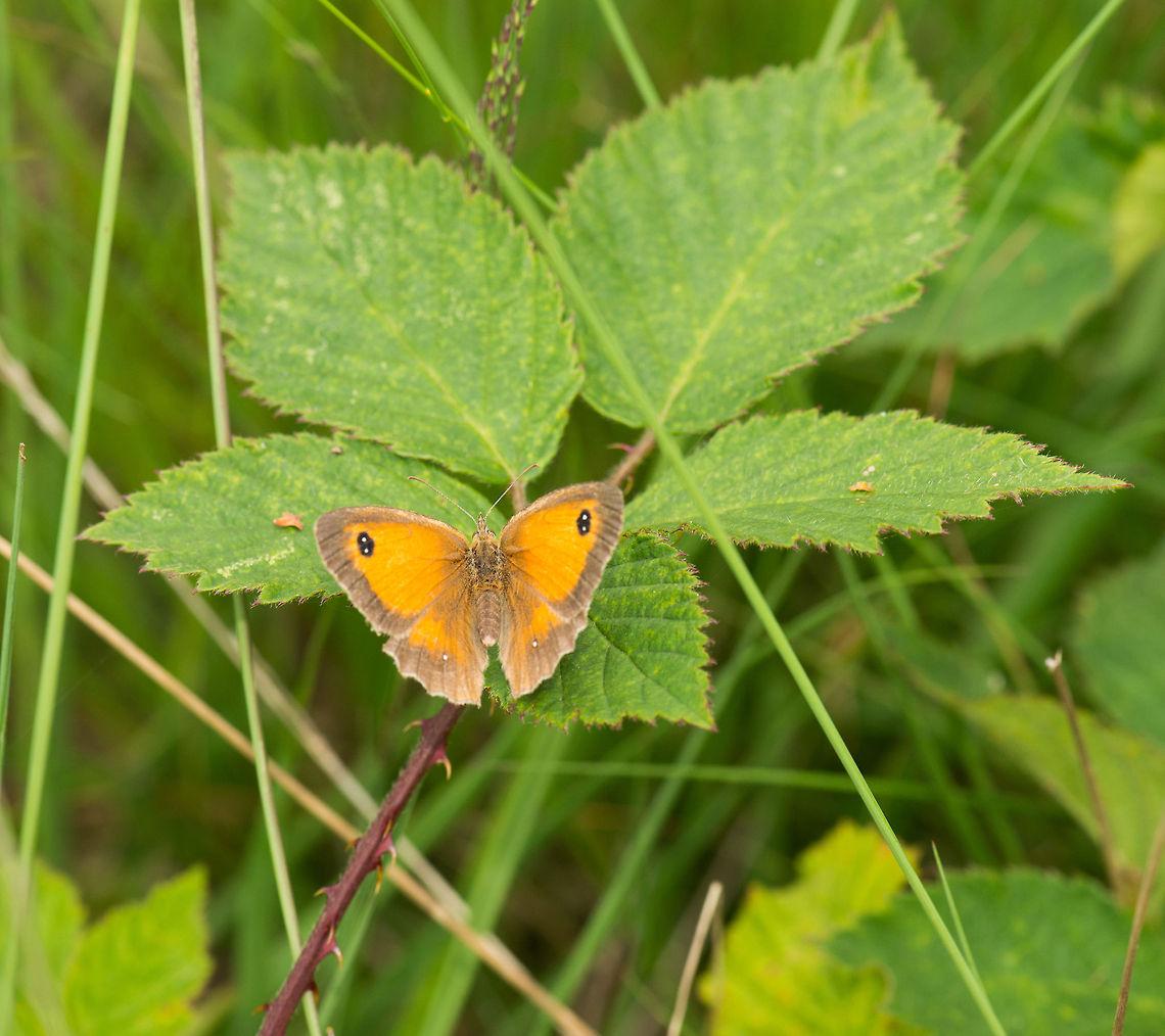 Top view of a Gatekeeper butterfly In dutch these are called the &quot;orange sand-eye&quot;, a more descriptive name I think. The scientific name of &quot;tithonus&quot; refers to the greek goddess of dawn. Europe,Gatekeeper,Geotagged,Heesch,Macro,Netherlands,Pyronia tithonus,The Netherlands