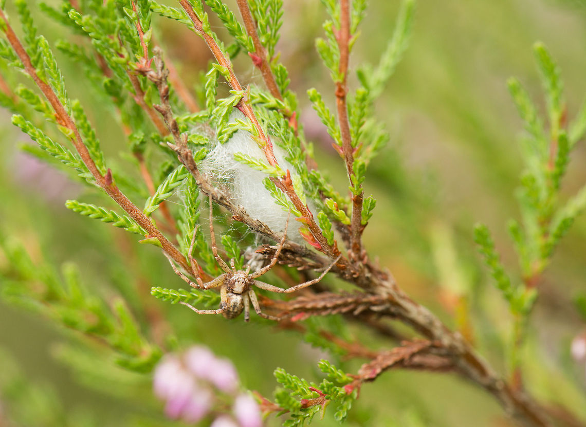 Philodromus collinus tends to ball of silk I could use some help with the identification of this spider. My theory so far is that it is a spider of the family &quot;Philodromidae&quot;. Europe,Geotagged,Heesch,Macro,Netherlands,Philodromus collinus,The Netherlands