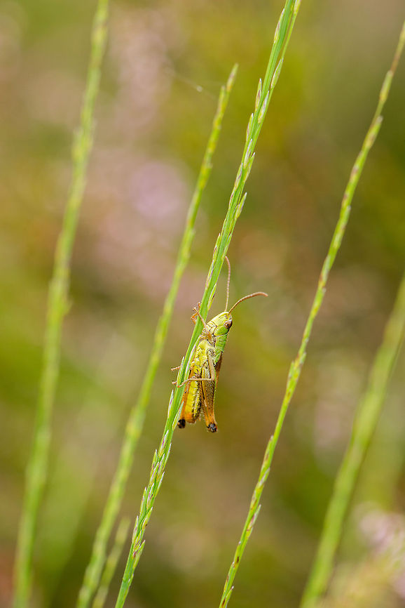 Lesser marsh grasshopper climbing grass  Chorthippus albomarginatus,Europe,Geotagged,Heesch,Lesser marsh grasshopper,Macro,Netherlands,The Netherlands