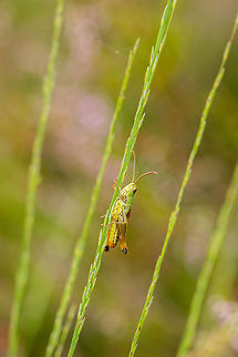 Lesser marsh grasshopper climbing grass  Chorthippus albomarginatus,Europe,Geotagged,Heesch,Lesser marsh grasshopper,Macro,Netherlands,The Netherlands