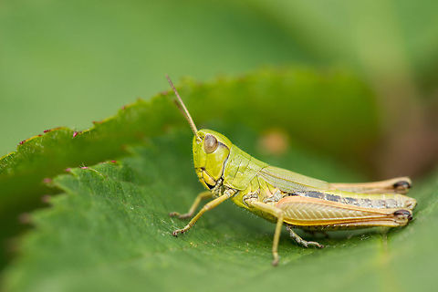 Portrait of a Meadow grasshopper This one has a lot of room to zoom in, check it out full screen and use your mouse wheel. Chorthippus parallelus,Europe,Geotagged,Heesch,Macro,Meadow grasshopper,Netherlands,The Netherlands