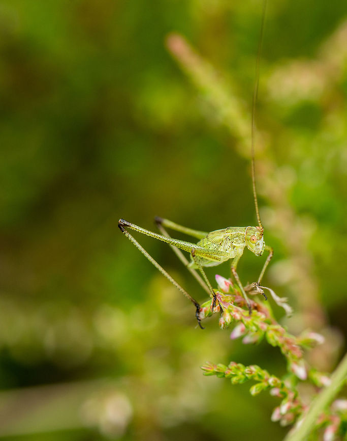 Speckled bush cricket pre jump My guess is that this is a Speckled bush cricket, possibly a nymph. Note how its antennae don't even fit the frame. Also incredible is how its entire body rests on the tip of a tiny flower.  Europe,Geotagged,Heesch,Leptophyes punctatissima,Macro,Netherlands,Speckled bush-cricket,The Netherlands