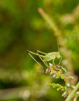 Speckled bush cricket pre jump My guess is that this is a Speckled bush cricket, possibly a nymph. Note how its antennae don't even fit the frame. Also incredible is how its entire body rests on the tip of a tiny flower.  Europe,Geotagged,Heesch,Leptophyes punctatissima,Macro,Netherlands,Speckled bush-cricket,The Netherlands