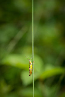 Lesser marsh grasshopper acrobat I could now get poetic and speak of the struggles of life, but I'm not very good at that. Instead, just enjoy this happy trooper. Check it out full screen and zoom in to see its excitement. Chorthippus albomarginatus,Europe,Geotagged,Heesch,Lesser marsh grasshopper,Macro,Netherlands,The Netherlands